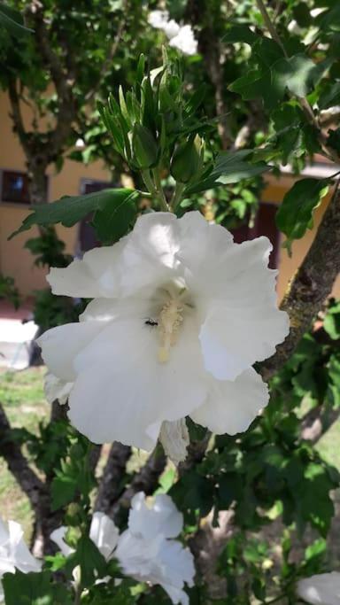 Casa Vacanze La Cicala Pontremoli Extérieur photo